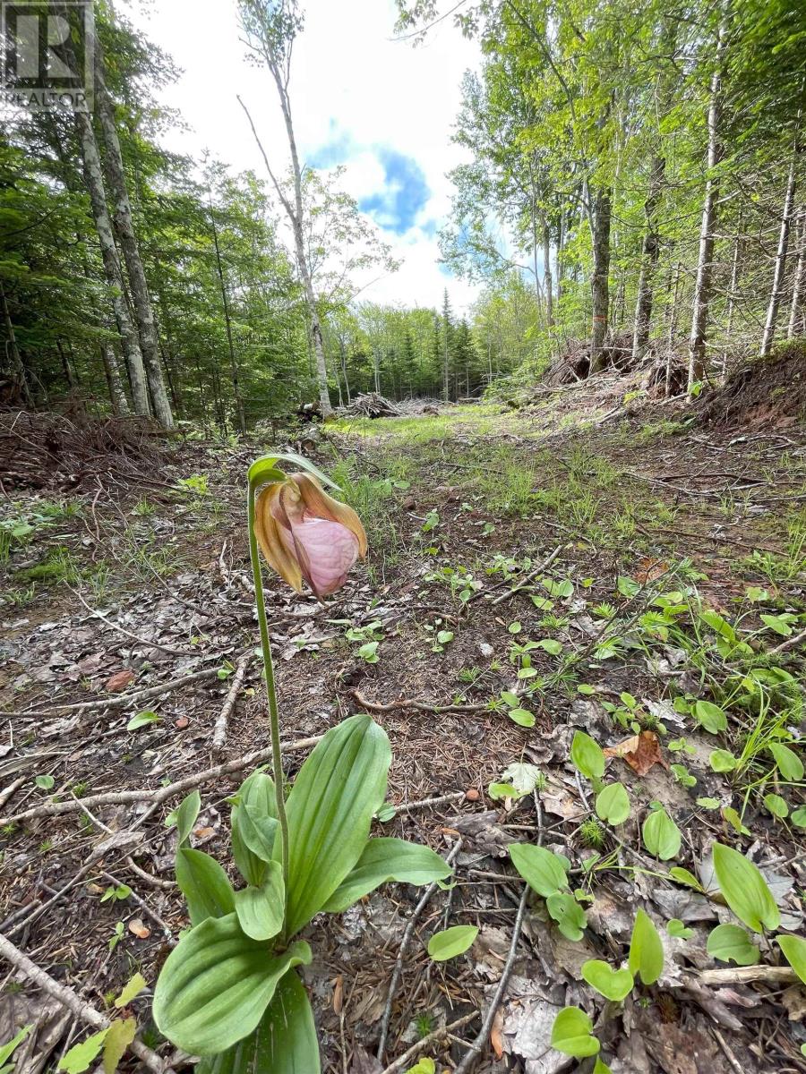 0 Mapleridge Estates, New London, Prince Edward Island  C0B 1M0 - Photo 6 - 202518503