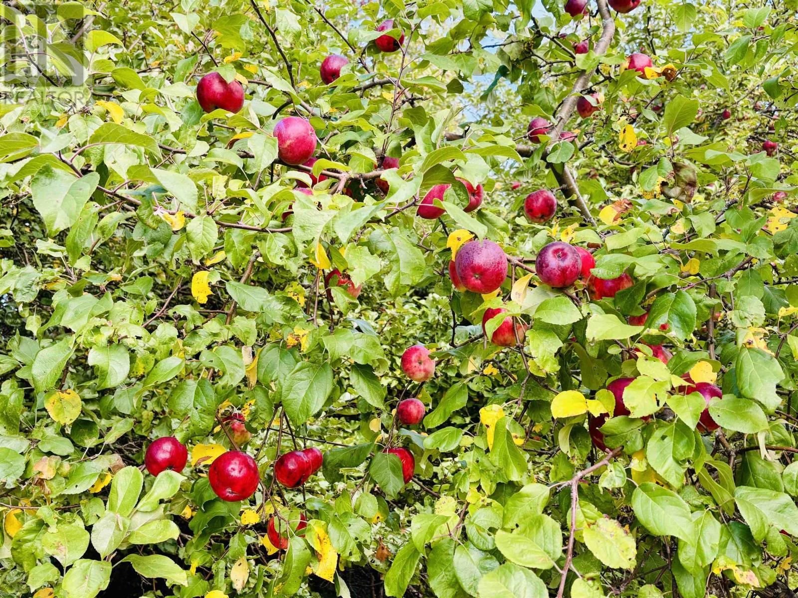 3200 Cape Bear Road, Guernsey Cove, Prince Edward Island  C0A 1V0 - Photo 43 - 202524904