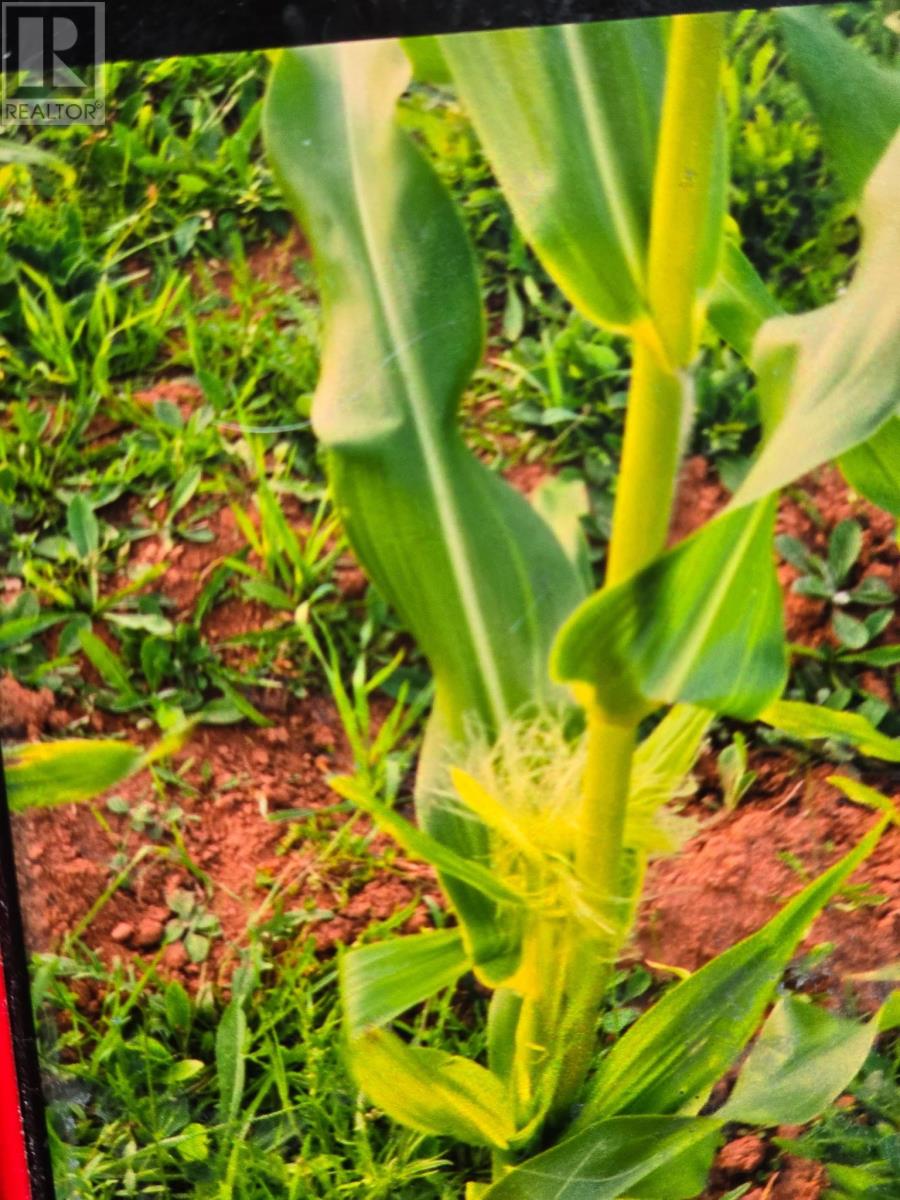 651 Higgins Road, St. Gilbert, Prince Edward Island  C0B 2E0 - Photo 3 - 202603228