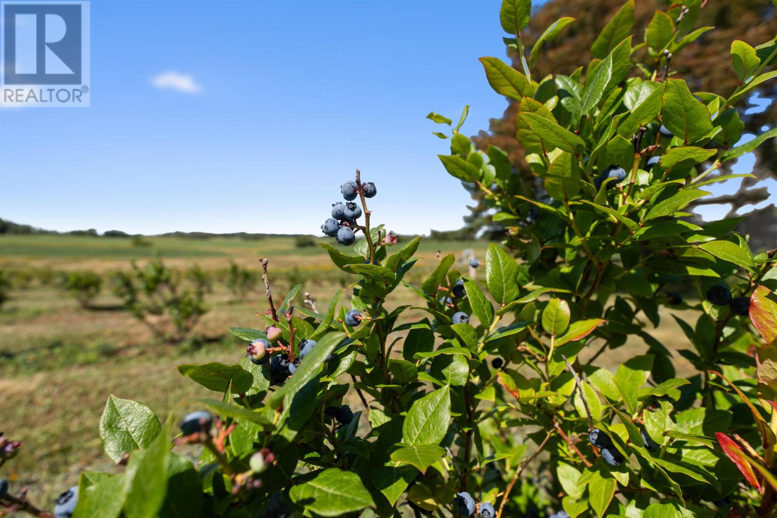 882 Point Prim Road, Point Prim, Prince Edward Island  C0A 1A0 - Photo 19 - 202606322