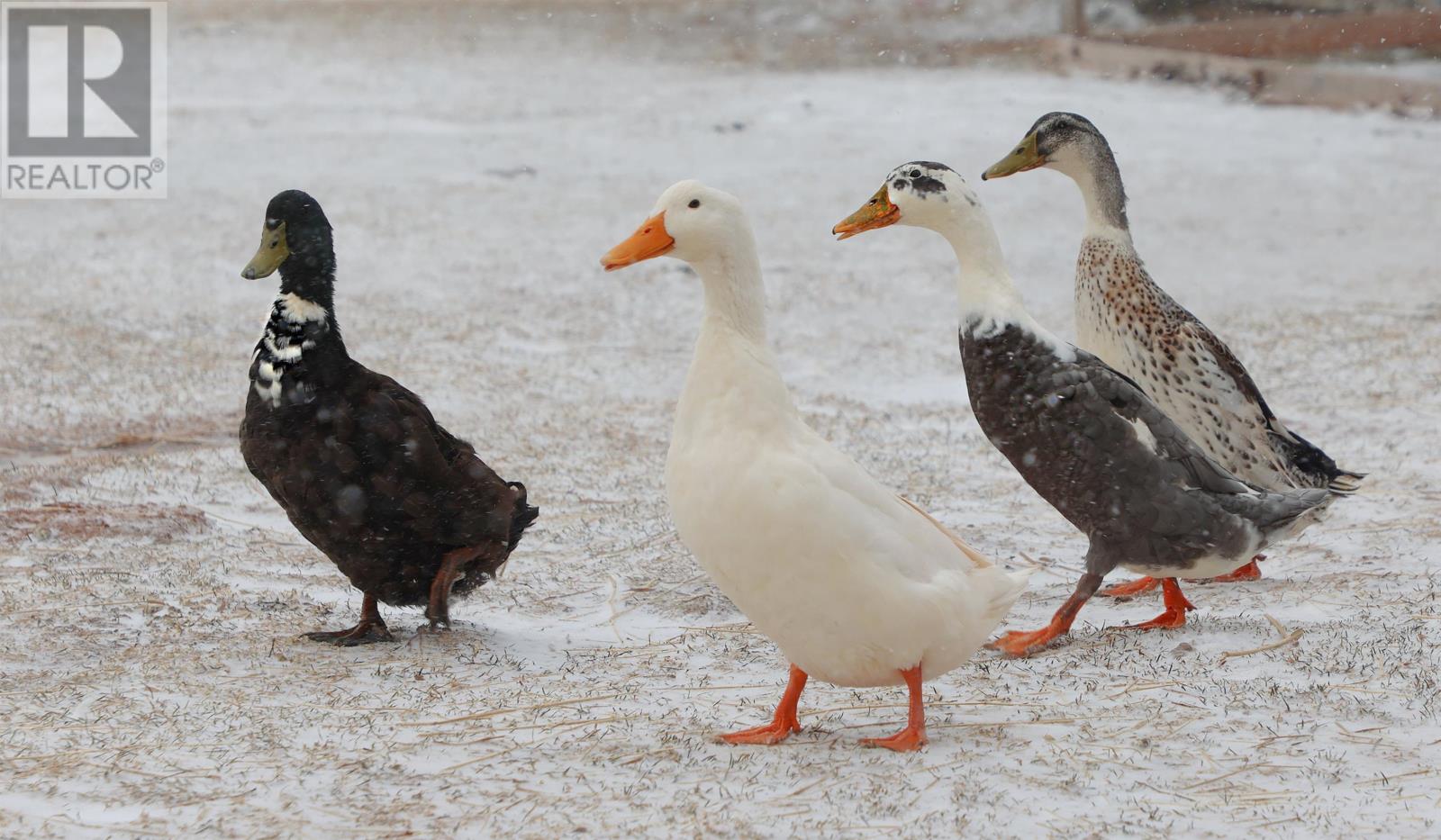 279 Primrose Road, Cardigan, Prince Edward Island  C0A 1G0 - Photo 25 - 202606866
